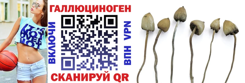 MEGA ССЫЛКА  Мурино  Галлюциногенные грибы Cubensis 